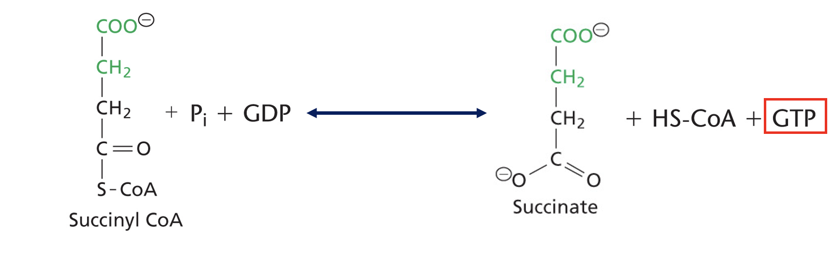 <p>Succinyl CoA converted to Succinate</p><p>Enzyme: Succinyl CoA Synthetase</p>