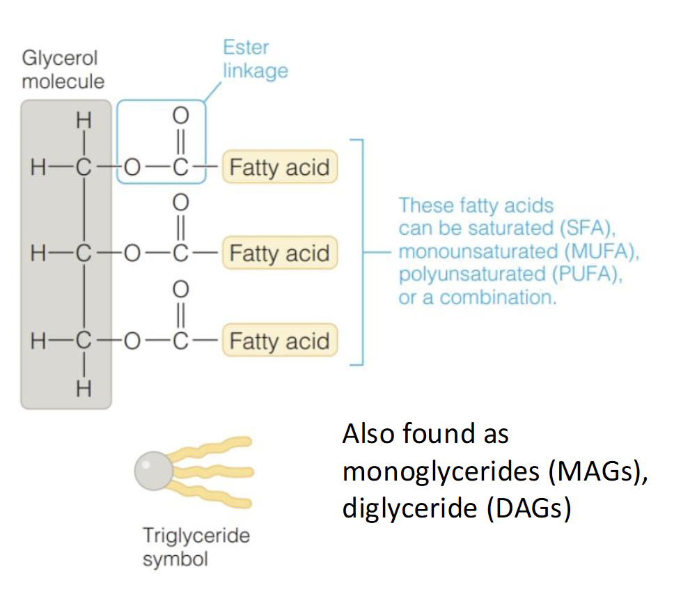 <p>Primary dietary lipid &amp; major source of energy</p><p>Composed of 1 glycerol + 3 FA bounded by ester linkages</p>