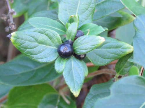 <p>invasive, climbing habit, black drupe fruit, woody liana, yellow/white bilobate flowers</p>