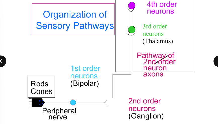 <p>describe the structure of the retina and the organization of sensory pathways within it</p>