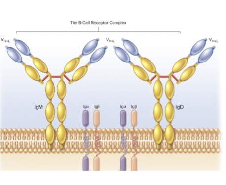 <p><span><span>B cell receptors components</span></span></p>