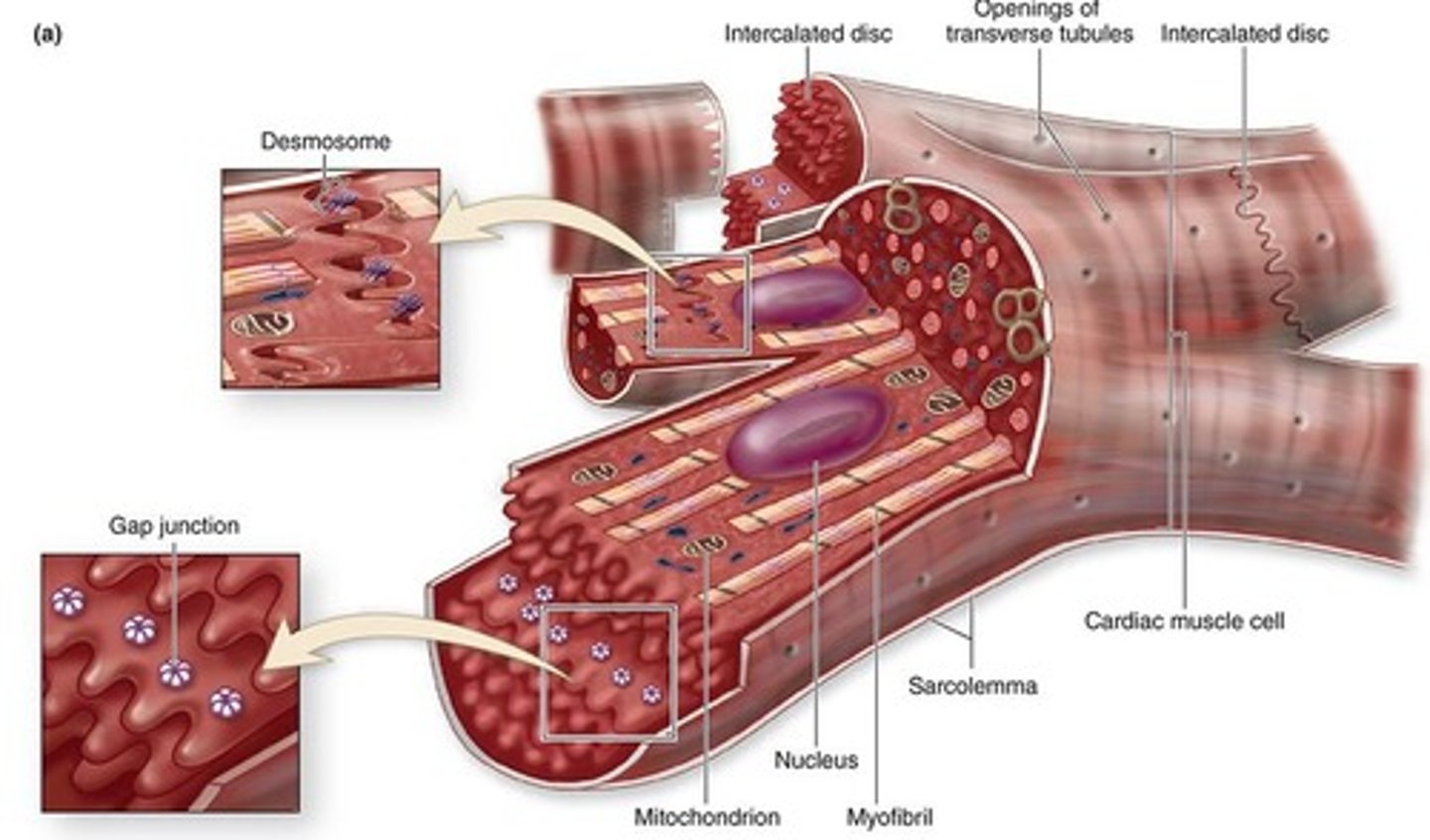 <p>Cardiac muscle cells with striated appearance and a single nucleus.</p>