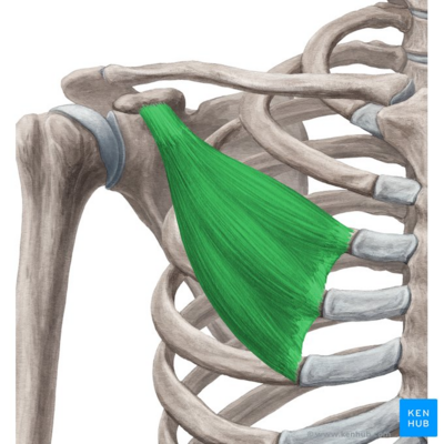 Origin: coracoid process of scapula

Insertion: ribs 3-5

Action: protracts, abducts, and depresses scapula