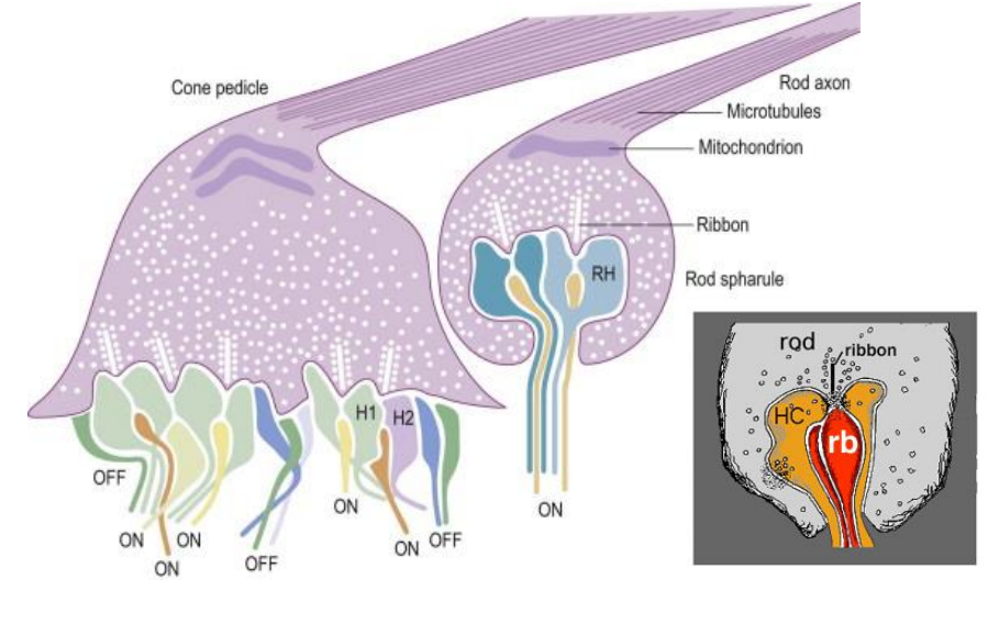 <p><strong>Cone pedicle</strong></p><ul><li><p><strong>many invaginations</strong> in which bipolar and horizontal cells synapse (<strong>12 - 25 / pedicle</strong>)</p></li><li><p>commonly see a <strong>ribbon synapse,</strong> which has<strong> 2 horizontal cells and 1 bipolar cell synapsing</strong></p></li><li><p>will also be <strong>noninvaginating synapses </strong>- typically with a<strong> flat bipolar </strong>(off synapses)</p></li></ul><p><strong>Rod spherule</strong></p><ul><li><p>typically <strong>more than 3 processes synapse</strong> (more than one central process)</p></li><li><p>common information flow is from <strong>rods to rod bipolar</strong></p></li><li><p>no junction between the laterally placed horizontal cells (like that of cone pedicles)</p></li><li><p><strong>one invagination per spherule</strong></p></li></ul><p><strong>Gap Junction</strong></p><ul><li><p>Each adherent junction ha<strong>s 3 gap junctions</strong></p></li><li><p>links the membrane of photoreceptor cells</p></li><li><p>Open<strong> channels</strong> between 2 cell membranes allow for <strong>communication,</strong> ion transport, <strong>electrical coupling</strong></p></li></ul><p></p>