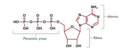 <ol><li><p>organische base → adenine</p></li><li><p>pentose suiker (5C) → ribose</p></li><li><p>3 fosfaatgroepen</p></li></ol><p></p>