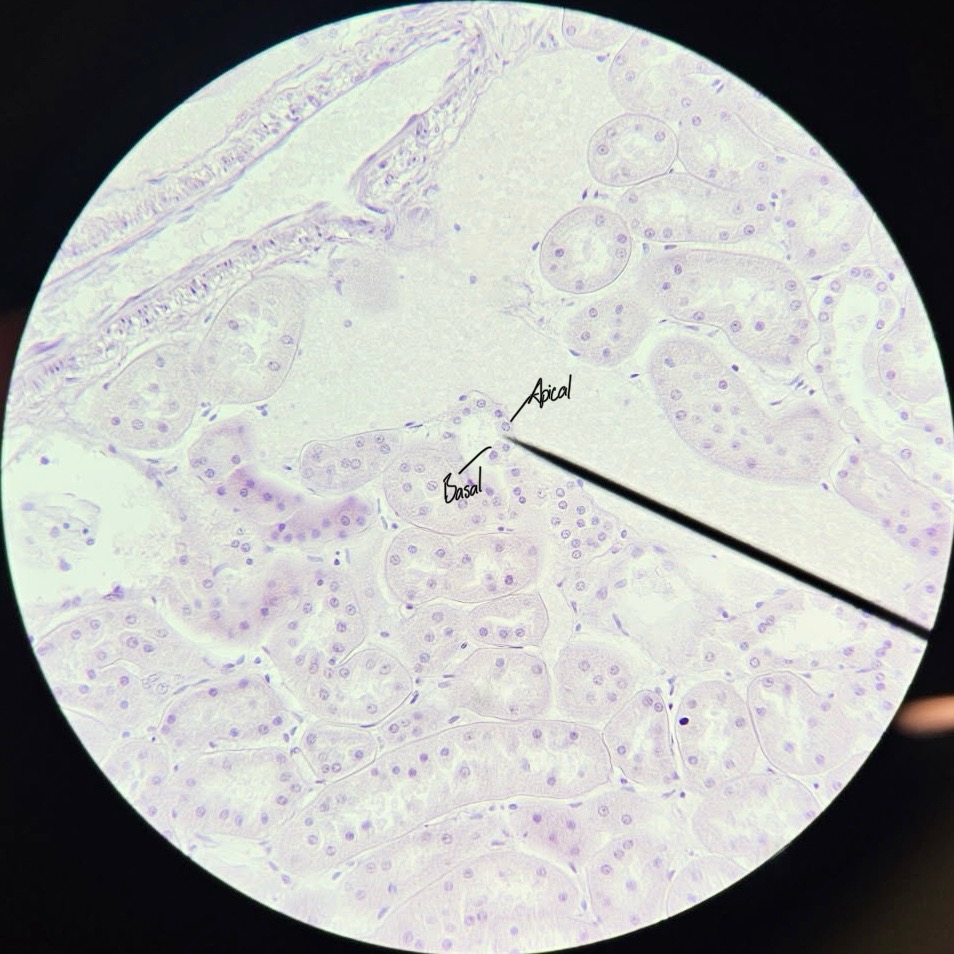<p>Simple Cuboidal Epithelium</p>