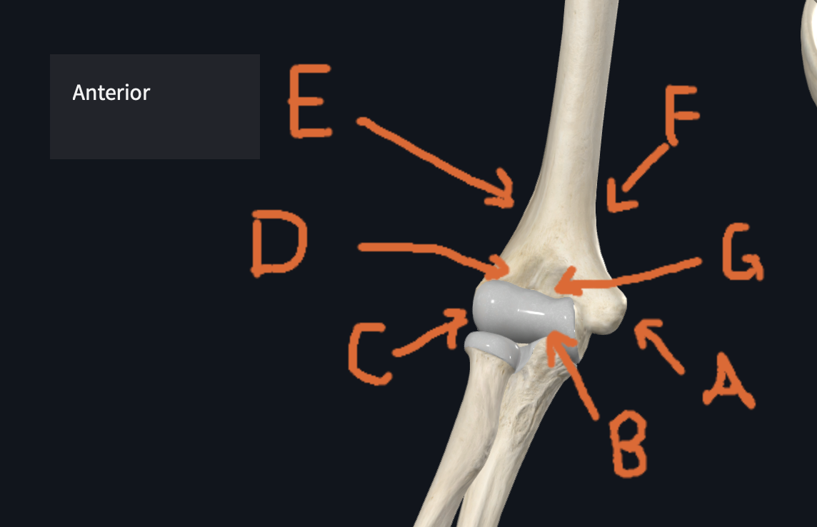 <p>B(Humerus)</p>