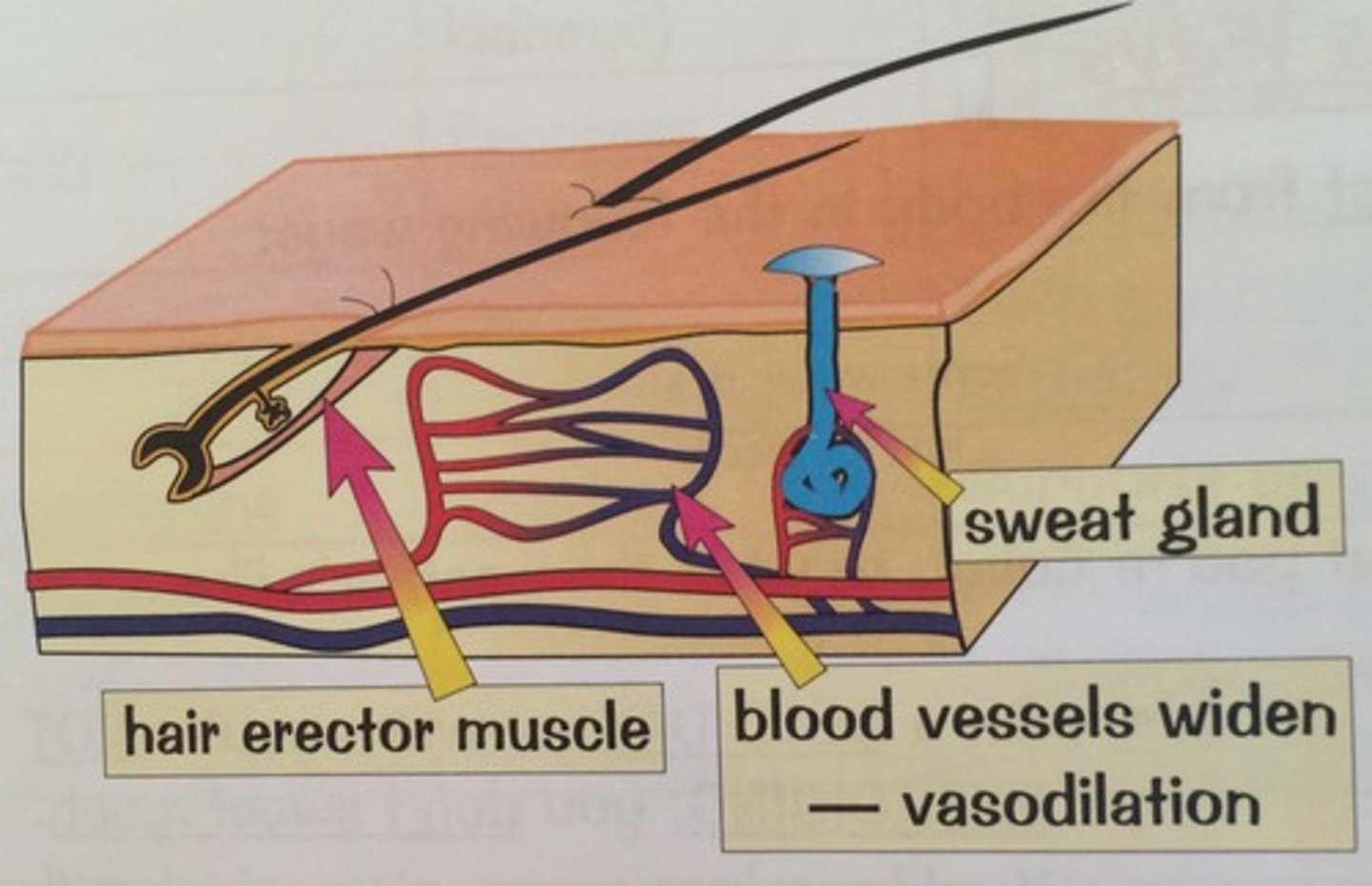 <p>hairs, hair erector muscles, sweat glands,</p><p>receptors, sensory neurones, blood vessels</p><p>and fatty tissue</p>