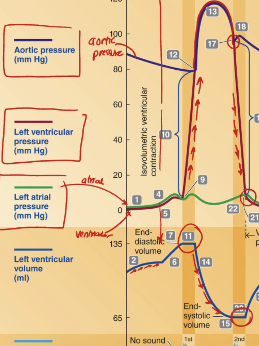<p><strong>What phase of the cardiac cycle occurs between Point 18 and Point 20 when ventricular pressure is falling but volume remains unchanged?</strong></p><p>A. Isovolumetric contraction<br>B. Rapid ventricular filling<br>C. Isovolumetric relaxation<br>D. Ventricular ejection</p>