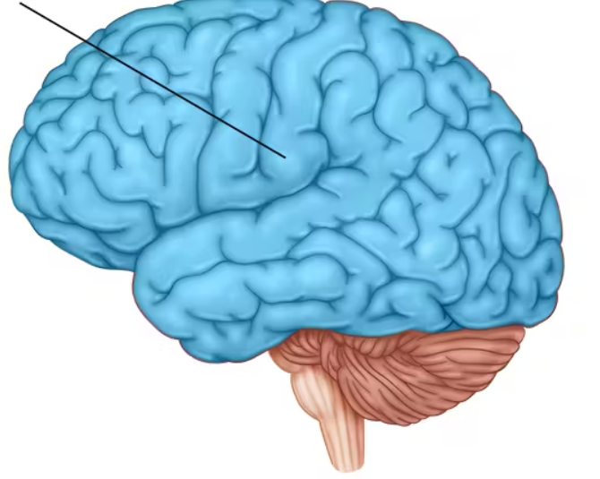 <ul><li><p>the intricate fabric of interconnected neural cells covering the cerebral hemisphere</p></li><li><p>the body’s ultimate control and information-processing center</p></li></ul><p></p>