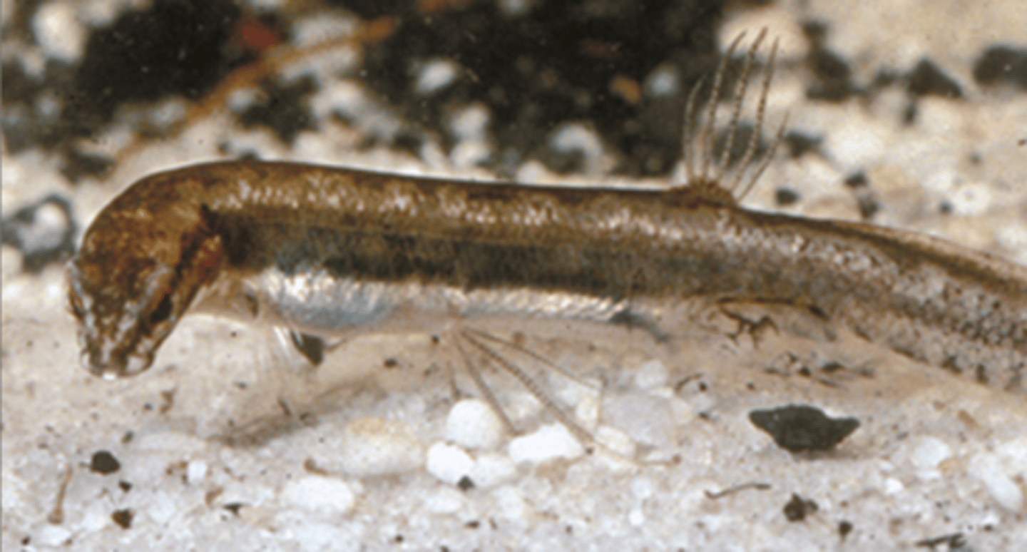 <p>Salamanderfish</p><p>-bend its neck</p><p>-no eye muscles</p><p>-internal fertilization</p>