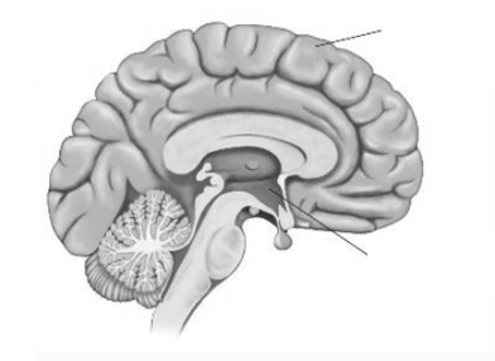 <p>Welke delen van het prosencephalon zijn aangeduid?</p>