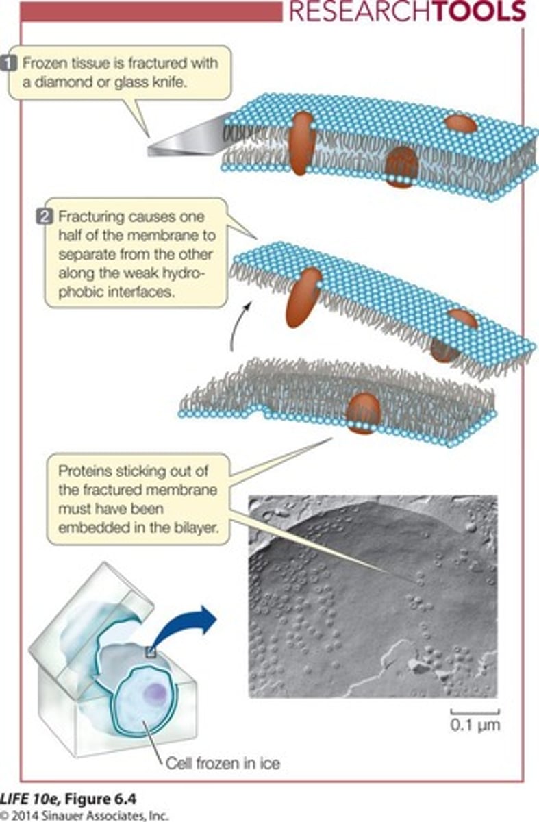 <p>Technique to visualize membrane proteins.</p>