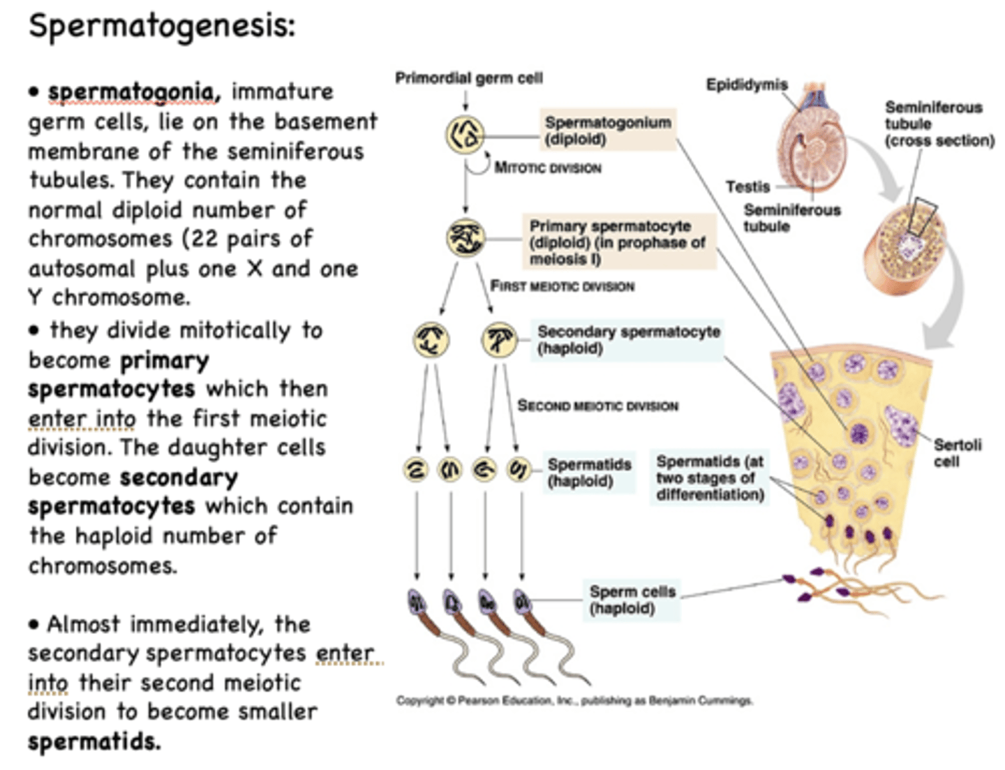 <p>meiosis</p>