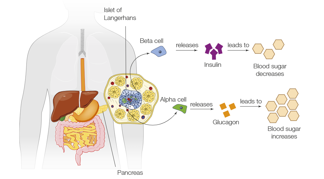 <p>Glycogen increases blood glucose levels when it’s too low whereas insulin decreases blood glucose levels when it’s too high.</p>