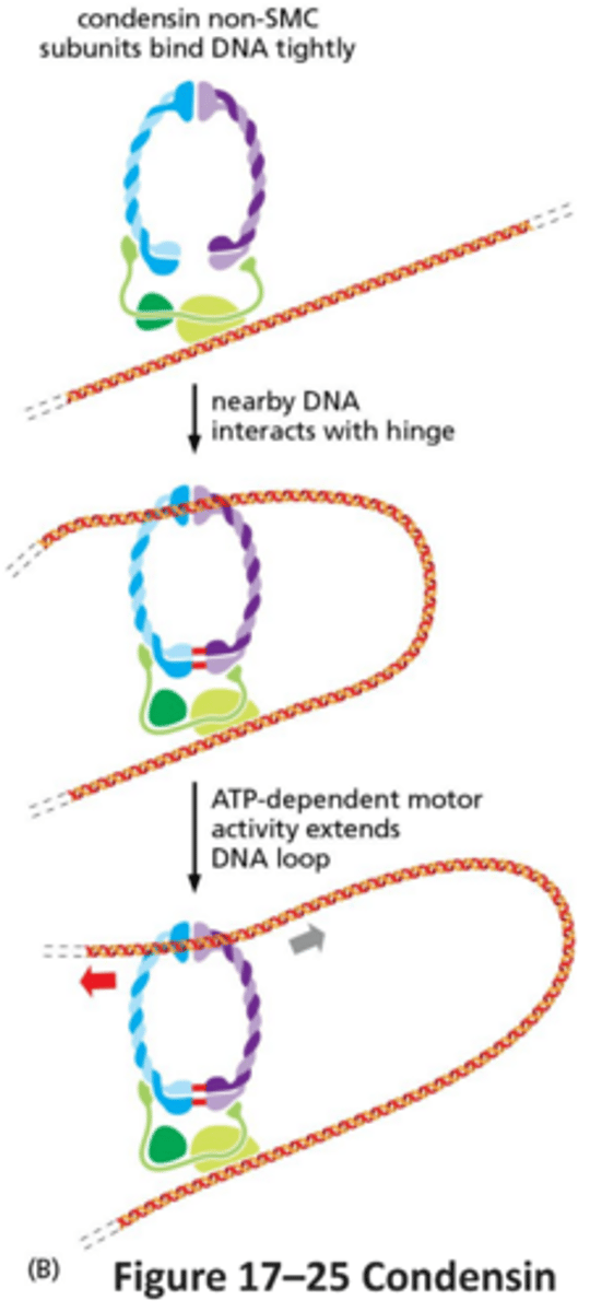 <p>How do cohesins and condensins structure mitotic chromosomes?</p>