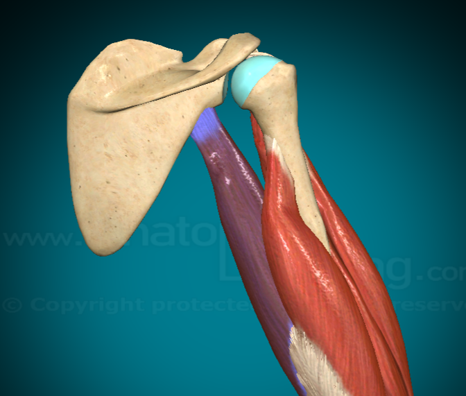 <p>What does the Tricep Brachii Long Head do?</p>