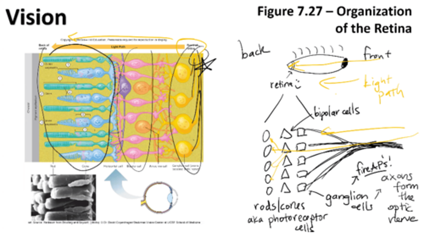 <p>Photoreceptor cells (rods/cones) lie at the back of the retina as well as ganglion cells (axons that form the optic nerve)</p><p>ganglion cells fire APs! </p><p>for light to reach the photoreceptors, it must pass layers of neurons involved in visual processing</p><p>rods/cons</p><p>bipolar cells</p><p>ganglion cells (axons from optic nerve)</p><p>RMP of -35mV</p>