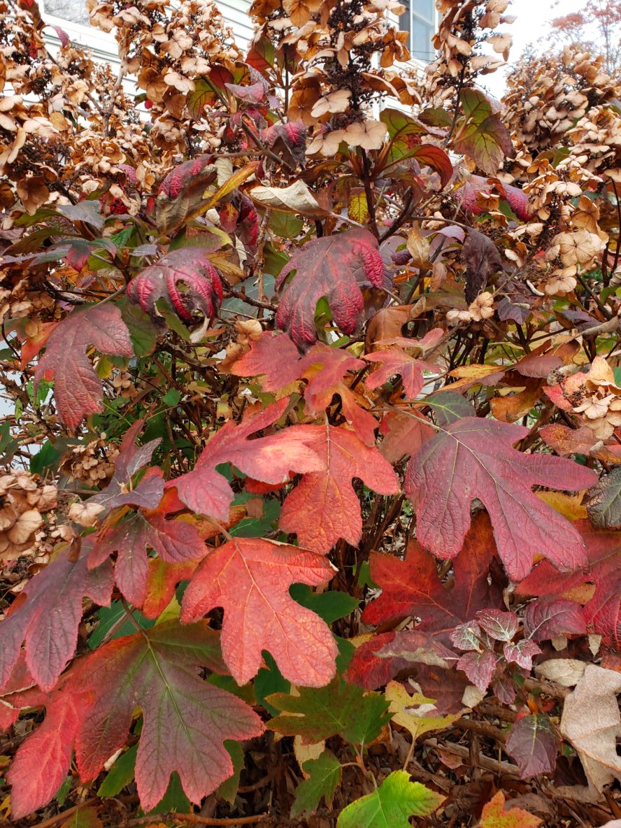 <p>Red-oak looking large leaves with 5-7 lobes, white flowers that turn brown, infertile flowers surrounding seed-bearing flowers, newest growth waxy and glabrous, mature bark orange-ish and exfoliating, opposite arrangement, divergent brown buds&nbsp;</p>