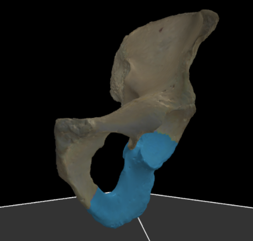 <p>Het deel van het os ischii dat in het acetabulum vergroeit met de andere twee botstukken, essentieel voor de heupgewrichten.</p>