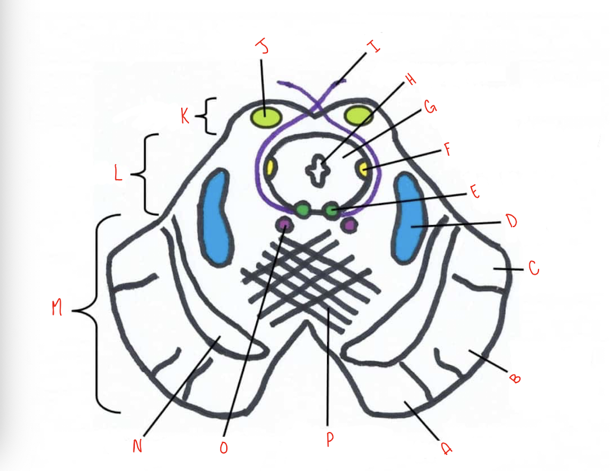 <p>What structure of the sliced inferior colliculus section of the midbrain is labeled K?</p>