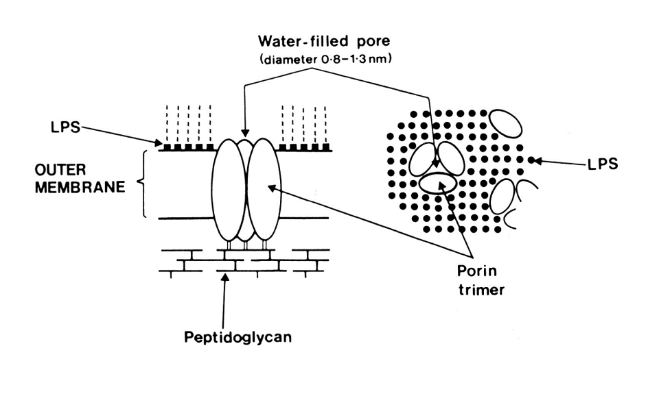 <p>OmpF and OmpC</p>