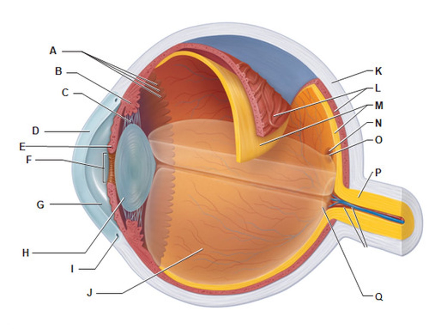 <p>(E)<br>- pigmented<br>- controls the amount of light entering the eye by changing the size of the pupil diameter <br>(smooth muscle tissue, epithelial tissue)</p>