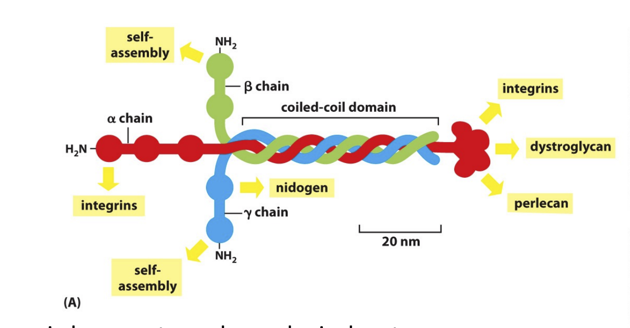 <p>Major for: basement membrane (lamina), brain &amp; heart</p><ul><li><p>trimeric structure</p></li><li><p>16 combinations of alpha, beta and gamma chains</p></li></ul><p></p>