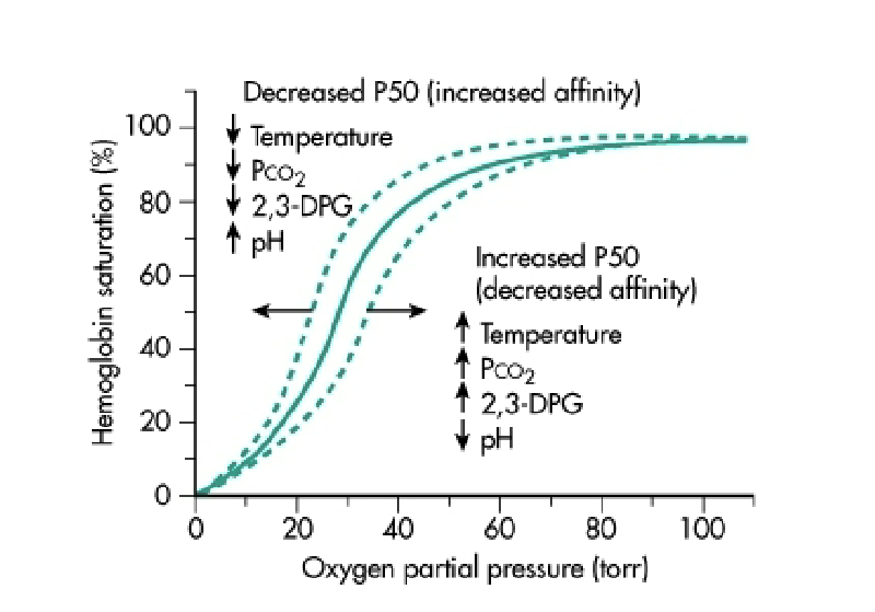 <p>Diagram of the <strong>factors that shift the oxyhemoglobin dissociation curve</strong>, showing left vs right shifts.</p>