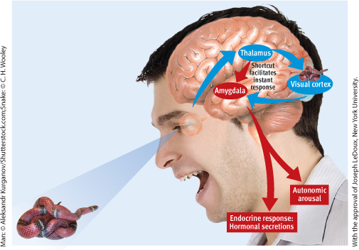 <ul><li><p>The <strong>limbic system</strong>, particularly the <strong>amygdala</strong>, plays a key role in processing emotions.</p></li><li><p><strong>Joseph LeDoux’s model</strong> describes two pathways for processing emotional stimuli:</p><ul><li><p>A <strong>fast pathway</strong> (thalamus → amygdala) for immediate reactions.</p></li><li><p>A <strong>slow pathway</strong> (thalamus → cortex → amygdala) that allows for cognitive processing.</p></li></ul></li><li><p>The <strong>amygdala is crucial for fear responses</strong> and can trigger autonomic arousal before conscious awareness.</p></li><li><p>Research suggests that <strong>highly anxious children have an enlarged amygdala</strong> with increased neural connectivity.</p></li><li><p>Some theories propose that emotions arise from <strong>distributed neural networks</strong> rather than isolated brain structures.</p></li></ul><p></p>