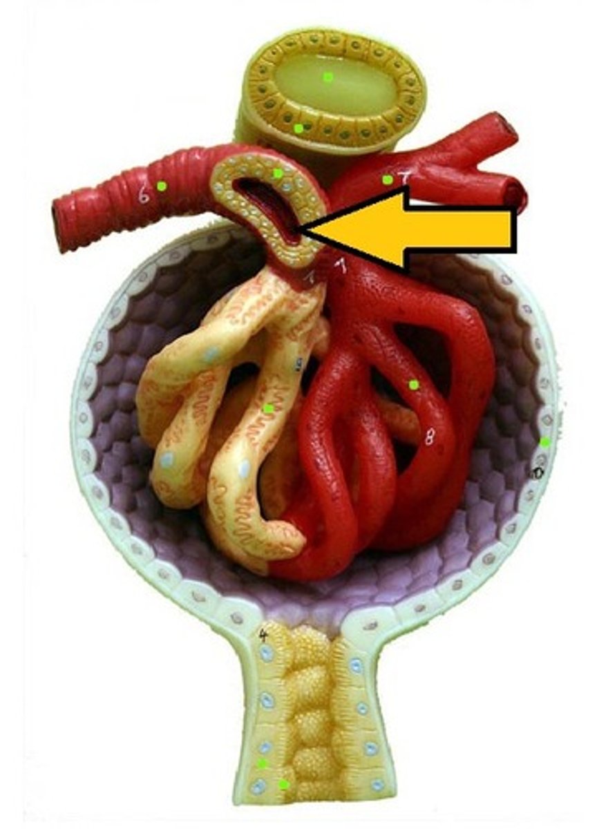 <p>in the nephron, the complex of cells from the distal tubule and the afferent arteriole which helps regulate blood pressure by secreting renin in response to blood pressure changes in the kidney; located near the glomerulus</p>