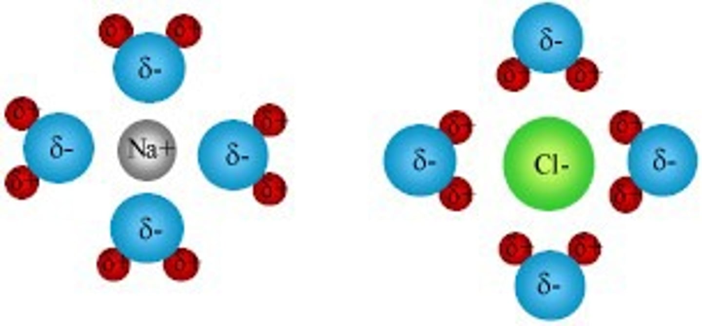 <p>Cl- anions are surrounded by the Hydrogens and Na+ cations are surrounded by the Oxygens.</p>