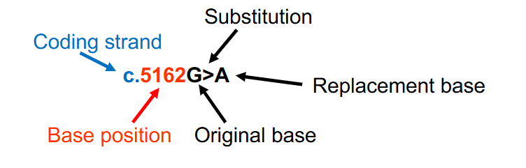 <p>DNA Variant Nomenclature Example</p>