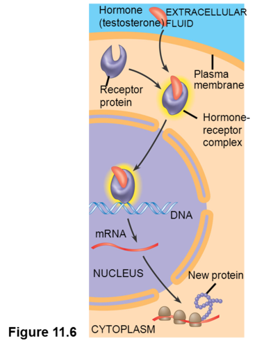 enters nucleus and binds to specific region of DNA and helps initiate DNA transcription to produce mRNA which is translated into specific protein