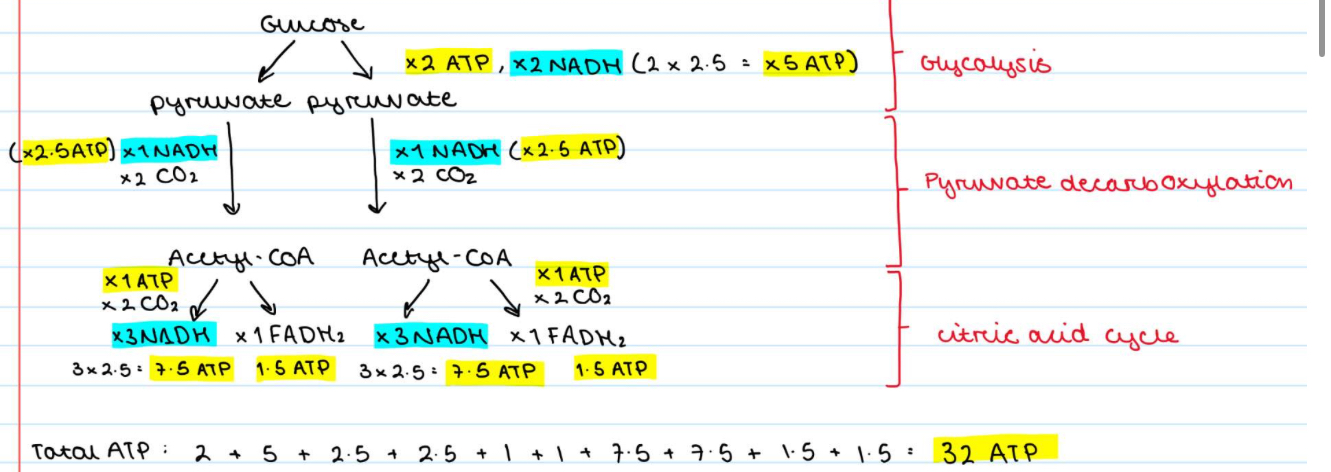 knowt flashcard image