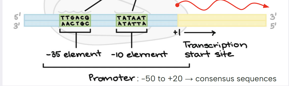 <ul><li><p>RNAP has 6 subunits (polypeptides)</p><ul><li><p>one of the subunits is called sigma</p></li></ul></li><li><p>sigma recognizes 2 specific DNA sequences near TSS (transcription start site) </p></li></ul>