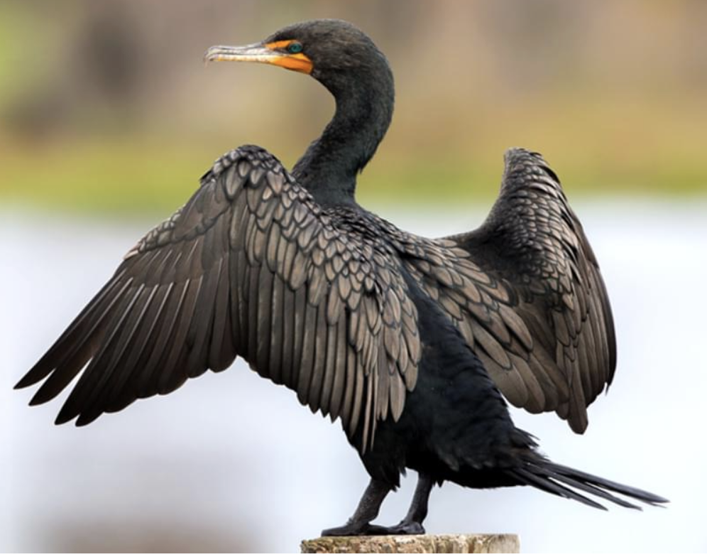 <p>bird?</p>