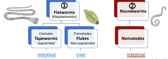 <p>Helminths 2 main categories</p>