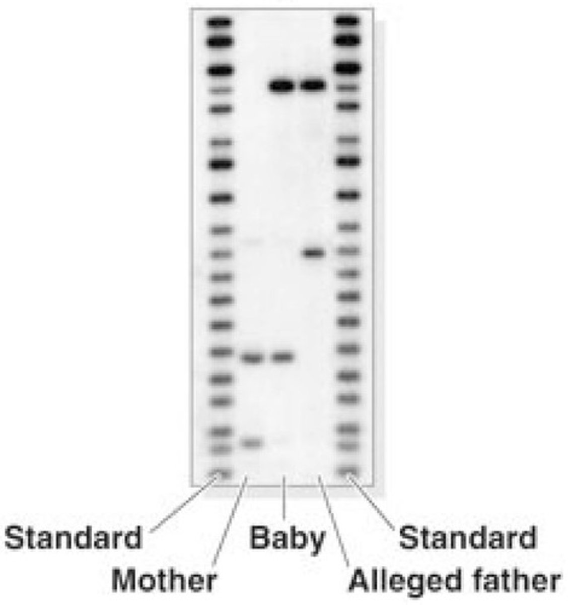 <p>By comparing alleles inherited from parents; a baby inherits one allele from each parent, and matching alleles can indicate paternity.</p>
