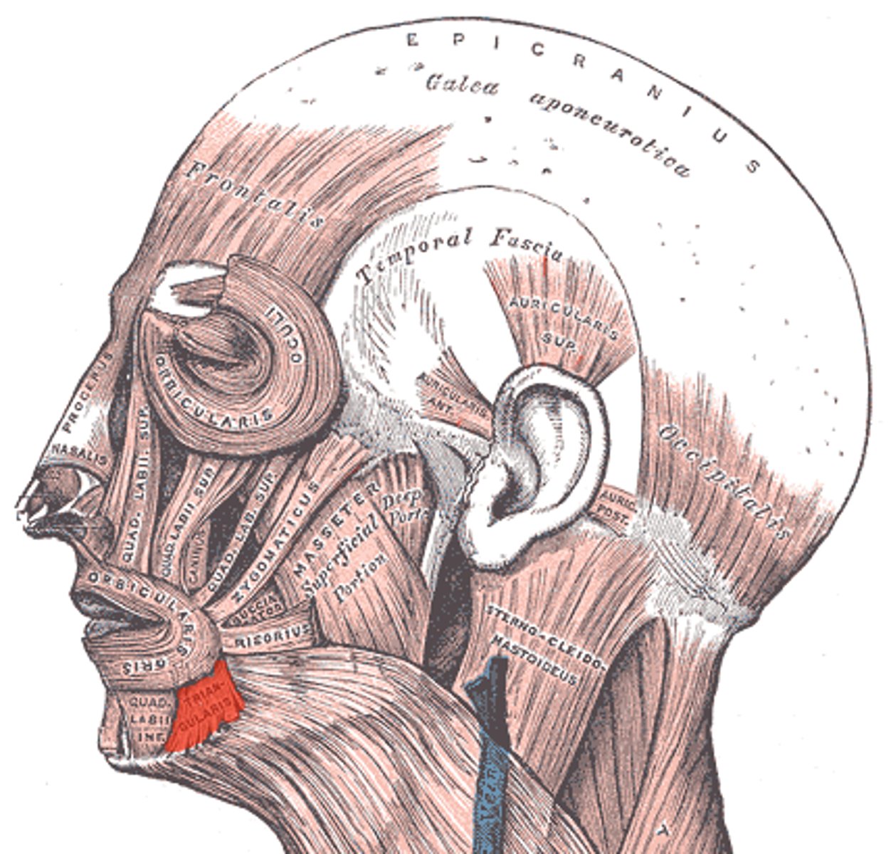 <p>Muscle of facial expression; Depresses angle of mouth; Origin = Lower border of mandible; Insertion = Into lip near angle of mouth</p>