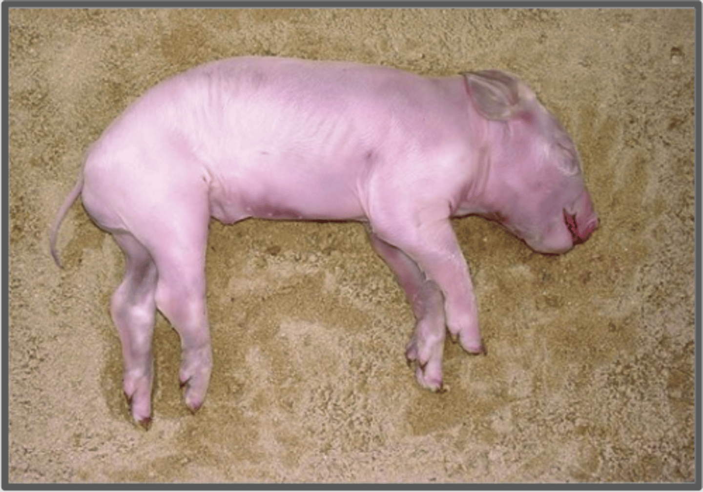 <p>Corpse appears normal on the outside, but is starting to decompose from the actions of bacteria and autolysis.</p>