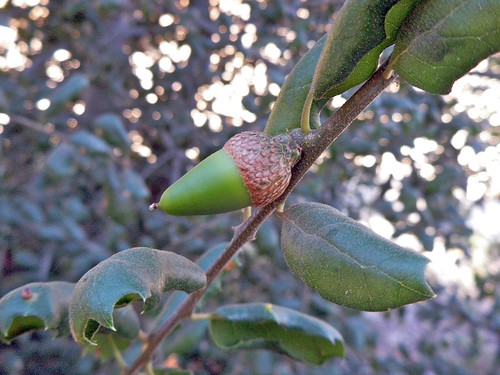 <p>(Quercus agrifolia)</p>