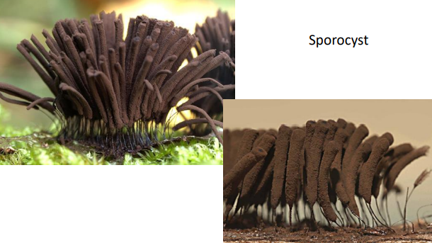 <p>Stemonitis</p>