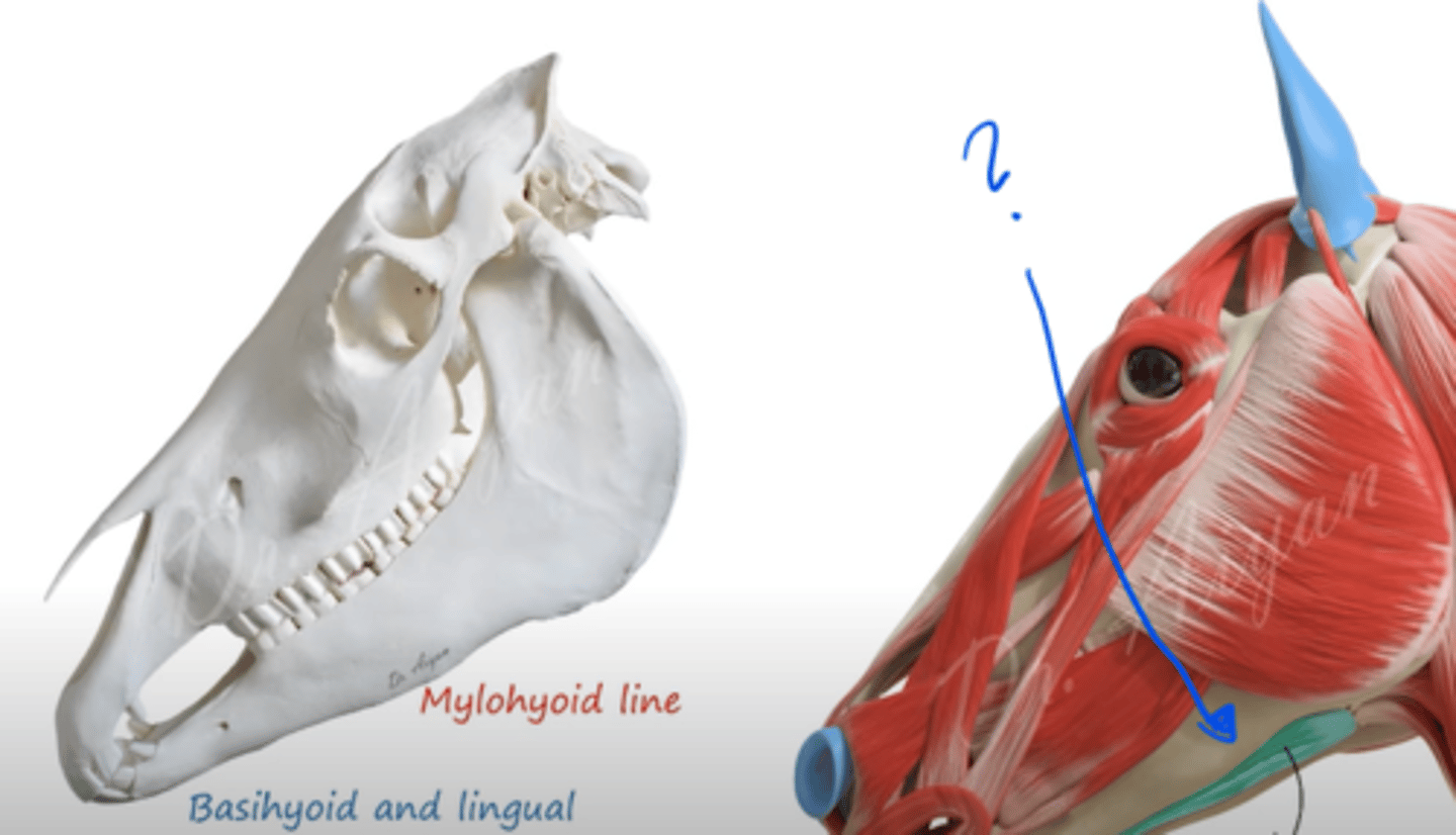 <p>muscle that originates from the mylohyoid line (line that extends from medial surface of mandibulae) and then inserts to basihyoid and lingual process?</p>