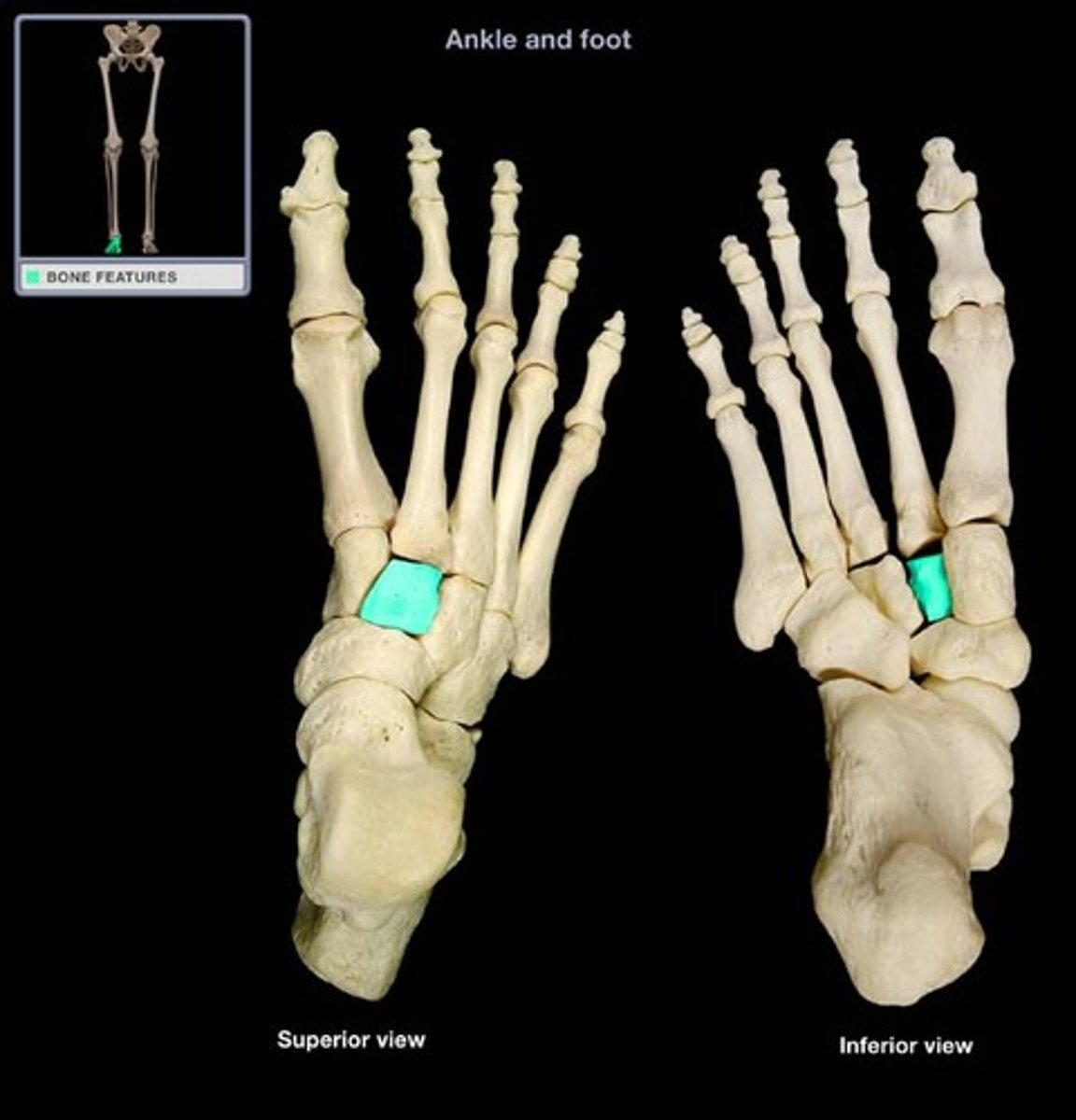 <p>- Wedge-shaped smallest tarsal bone</p><p>- Articulates with lateral cuneiform, medial cuneiform, navicular, and metatarsal II</p>