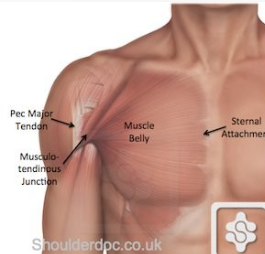 <p><strong>Origin</strong>: medial 1/2 of clavicle, sternum, &amp; cartilage of ribs 1-6</p><p><strong>Insertion</strong>: crest of greater tubercle of humerus</p><p><strong>Action</strong>: adducts, horizontally flexes, flexes, and rotates arm medially</p>