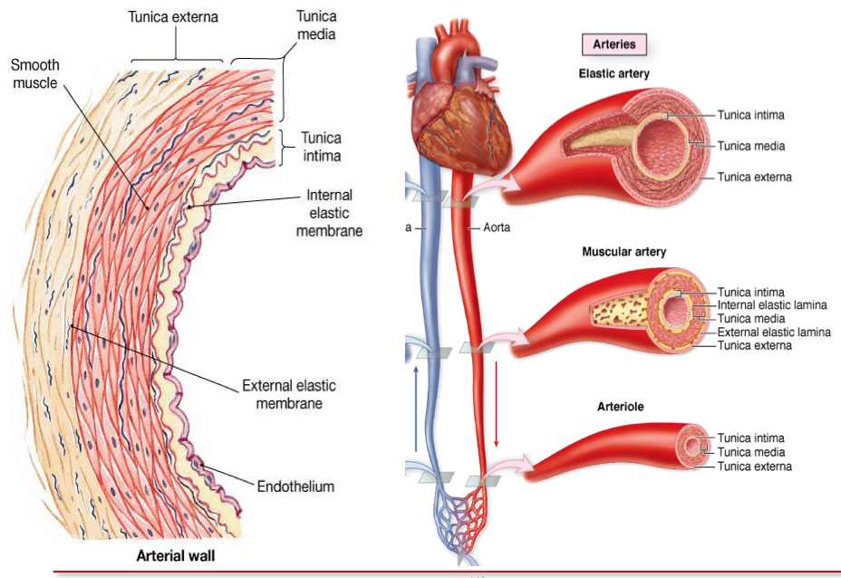 <p>Elastic, muscular arteries and arterioles</p>