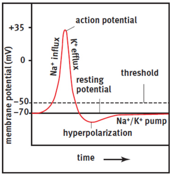 <p>transmission of electrical impulses down the axon; excitatory or inhibitory; all or nothing; cause the release of neurotransmitters into the synaptic cleft</p>