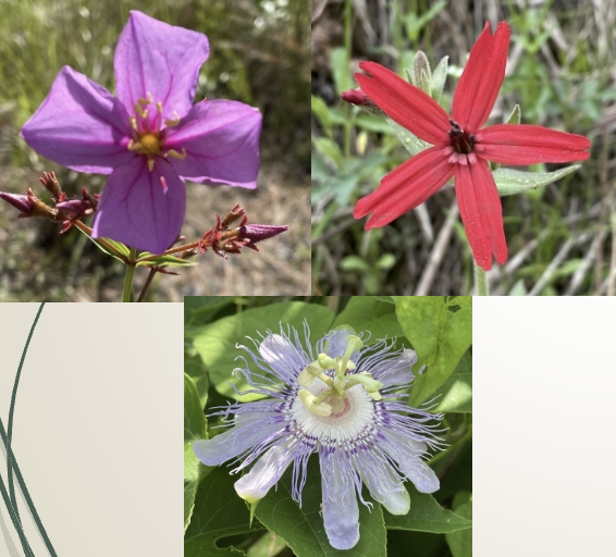 <p>What kind of petal fusion is this?</p>