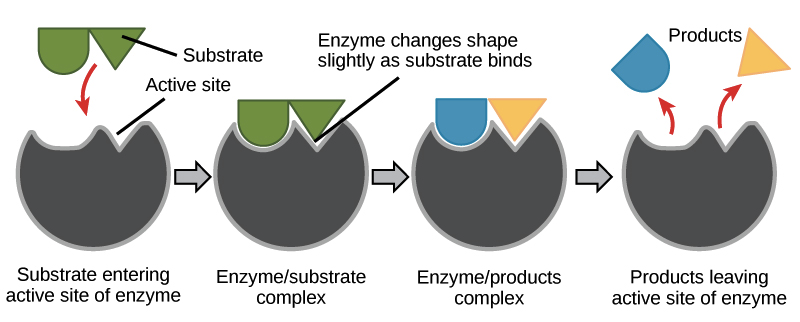 <p>1. attraction of substrate to enzyme (diff shapes)</p><p>2. conformational change reaction of substrate-enzyme complex</p><p>3. enzyme revers to original shape and products leave reaction</p>